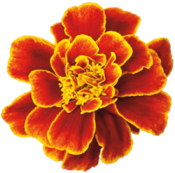 Marigold flower